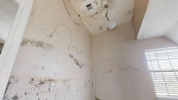 Best Post-Remediation Verification Testing  in East Mountain, TX