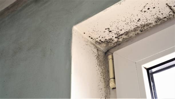 Best Airborne Mold Testing  in East Mountain, TX