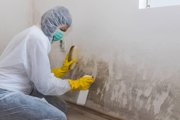 Best Water Damage & Mold Remediation  in East Mountain, TX