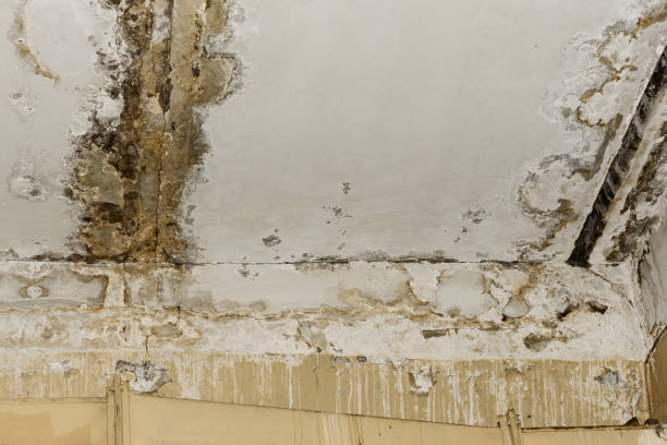 Best Commercial Mold Inspection  in East Mountain, TX