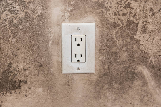 Professional Mold Removal in East Mountain, TX